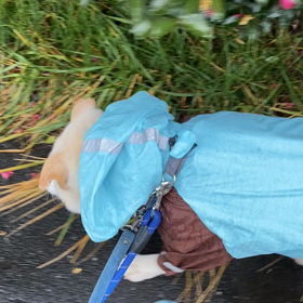 ゴンちゃんと雨ンポのサムネイル画像