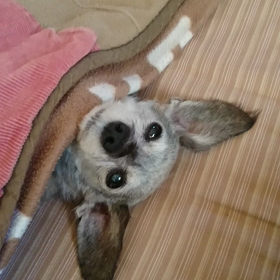 お散歩の画像