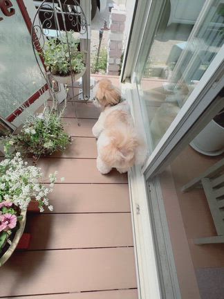趣味はお花いじりの記事動画