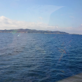 やっぱりアンコウ椿なんだな～の画像
