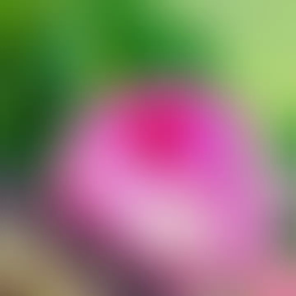 古代蓮の里②の記事動画