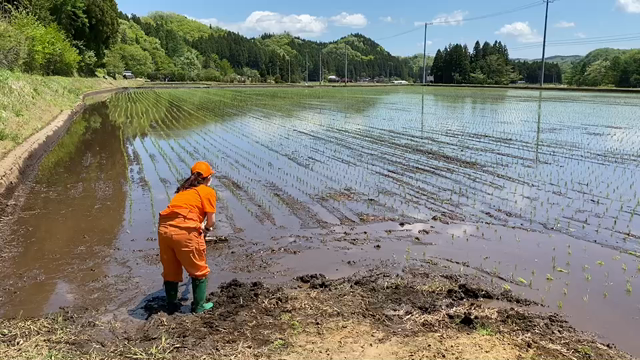 田植えの記事動画