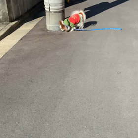 ある種の呪(ダジャレか！笑)の画像