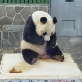 パンダの画像