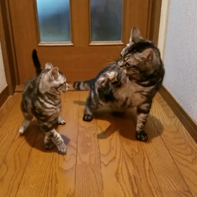 動画の画像