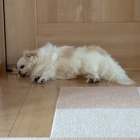 2026.3.4 あまねの呼吸数の画像