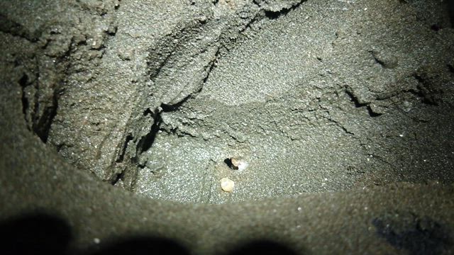 旬の食材の記事動画