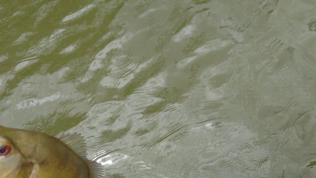 Hawaii(Force day 2024)⑧の記事動画