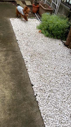 雨の合間にダッシュ！の記事動画