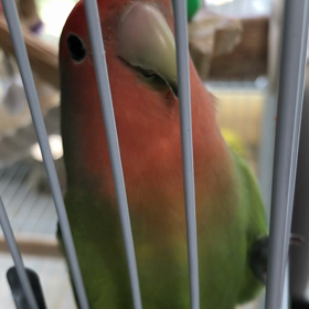 愛鳥家さんってすごいの画像