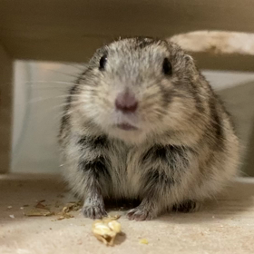 実はしゃべれます♡の画像