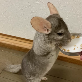 おやつの為に頑張ります(●︎´▽︎`●︎)の画像