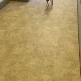 犬の健康：認知症の画像