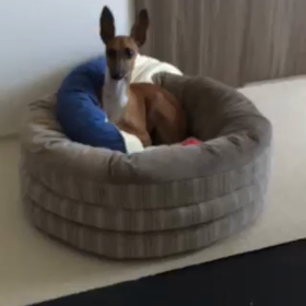 犬が気づかせてくれた事の画像