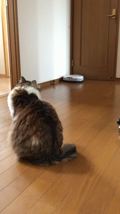 8/4(日)観音寺で片付けアドバイスします♪来てね～の記事動画