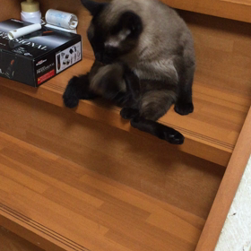 今日はの画像