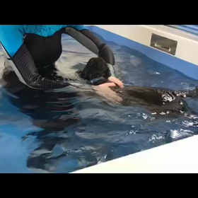 プールの画像