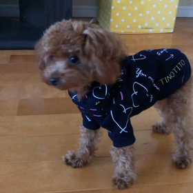 ビビリのタイニープードルのゆちゃんの吠え癖対策してみた結果、、、の画像