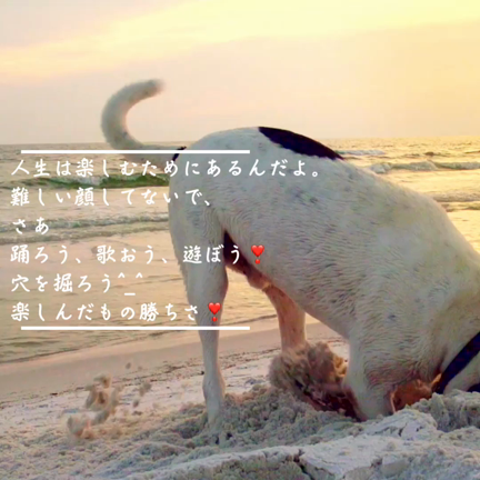ワンちゃんからのメッセージの記事動画