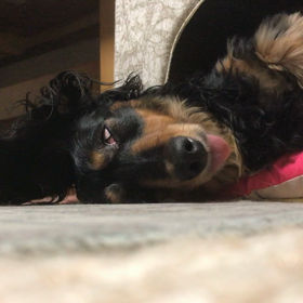 お昼寝ちろるの画像