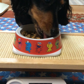 ちろるの朝の画像