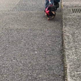 今日のちろるの画像
