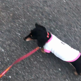 今日のちろるの画像