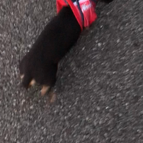 今日のちろるの画像