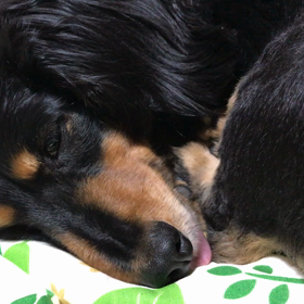 良い夢みろよ...zzzZZの画像