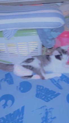 こんな生活の記事動画