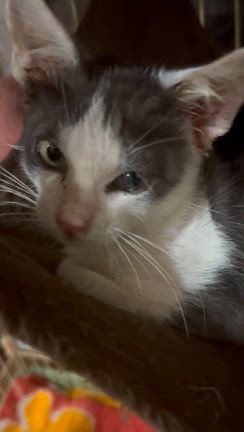 ふぅ君猫らしくなったの記事動画