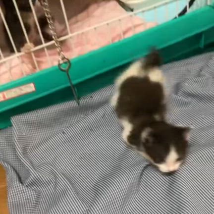 無事手続きが、終わりました、の記事動画