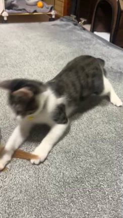 人の輪を保護することの記事動画