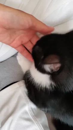 人の輪を保護することの記事動画