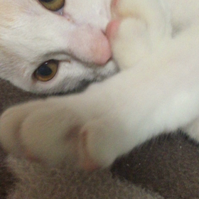 肉球しゃぶり(￣(工)￣)の画像
