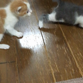 ミノタン ポンポチ日記の画像
