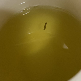ラッキーの画像