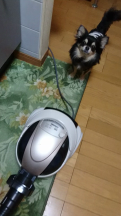 愛犬の勇気ある行動？！の記事動画