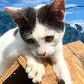 ネコちゃんの画像