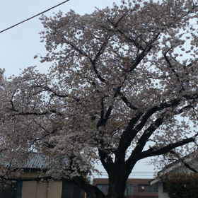 まさかの画像