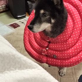 まーまを探して鳴くアコたんの画像