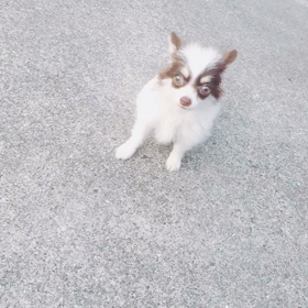 愛犬の画像