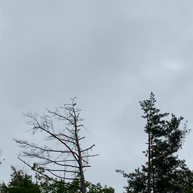 初夏を知らせてくれるカッコウの画像