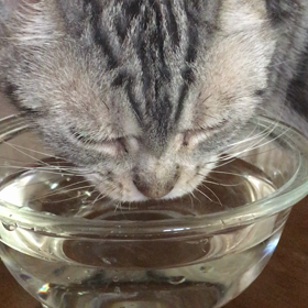 水飲みルナの画像