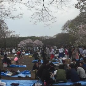 花見の雰囲気を少しでも味わって下さいの画像