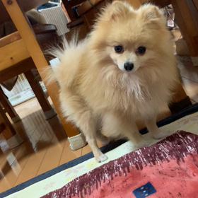 犬が反応する音　の画像