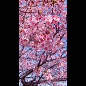 河津桜の画像