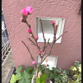 flowersの画像