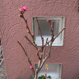 花の画像