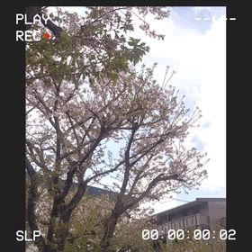 ピンクとグリーンの画像